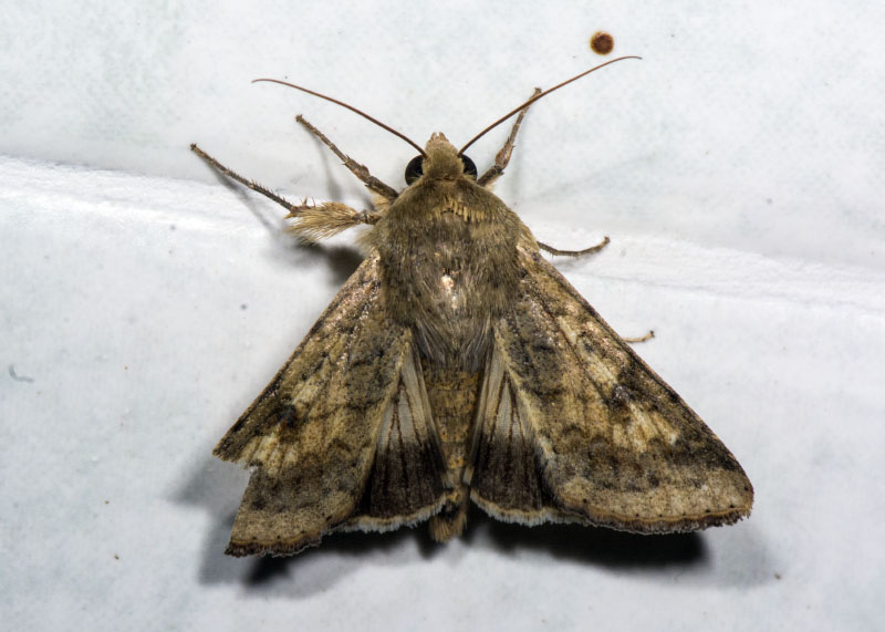 Noctuidae: Helicoverpa armigera